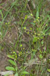 Low spearwort